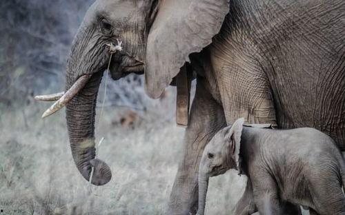 大象视频国产精品,国产精品内容盛宴