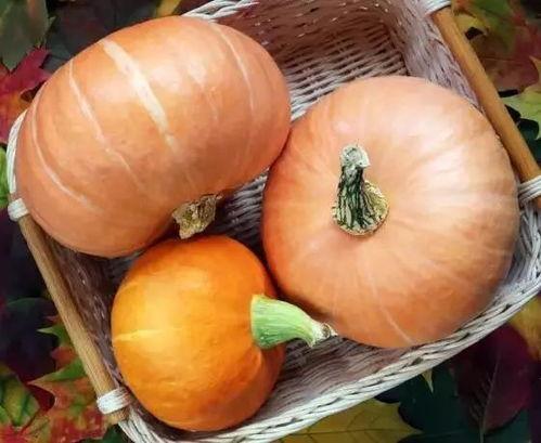 国产老南瓜多少一斤啊视频,一斤多少钱？