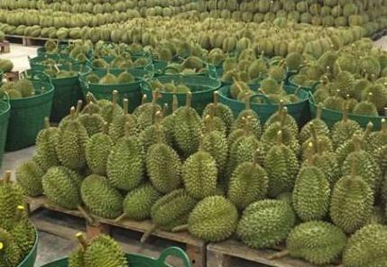 采摘国产榴莲视频网站大全