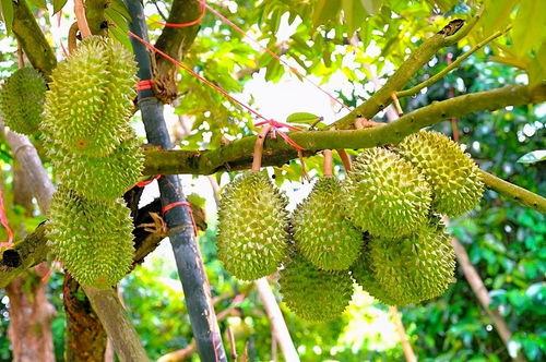 采摘国产榴莲视频网站大全