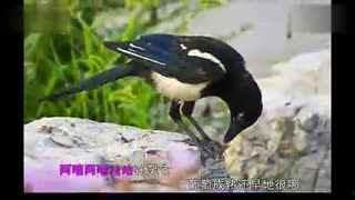 国产鸭子视频儿童,萌娃欢乐时光